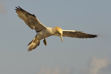 Northern Gannet (Sula bassana) in flight, Heligoland, Schleswig-Holstein, Germany, Europe