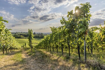Obraz premium Vineyards in Heilbronn, Baden-Württemberg