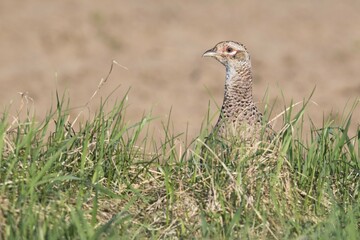 Pheasant (Phasianus colchicus), female, Emsland, Lower Saxony, Germany, Europe