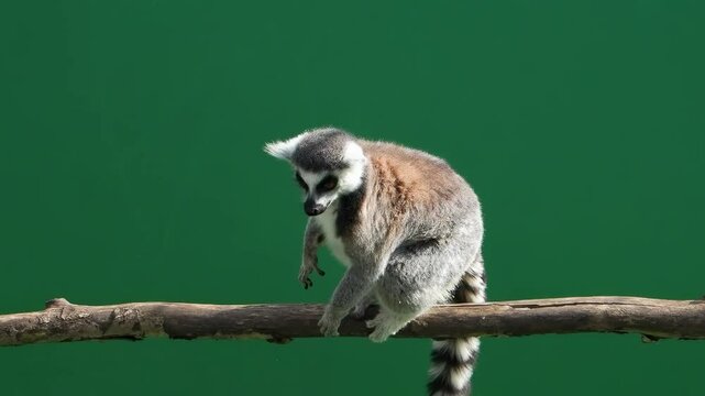 lemur jumping from log on green screen slow motion