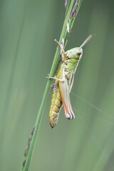 Meadow grasshopper (Chorthippus parallelus) on a blade of grass, Emsland, Lower Saxony, Germany, Europe