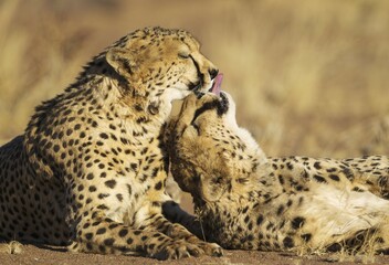Cheetahs (Acinonyx jubatus), two brothers, grooming, captive, Namibia, Africa