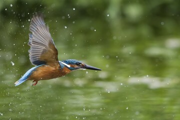 Flying Kingfisher (Alcedo atthis) flying, with water drops, Hesse, Germany, Europe