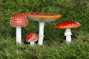 Fly agarics (Amanita muscaria), Aukrug nature park Park, Schleswig-Holstein, Germany, Europe