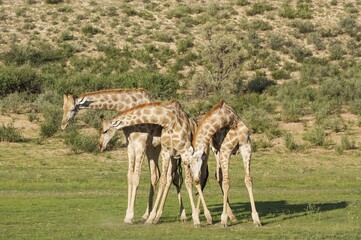 Three Southern Giraffes (Giraffa giraffa), fighting males, rainy season with green surroundings, Kalahari Desert, Kgalagadi Transfrontier Park, South Africa, Africa © Thomas Dressler/imageBROKER