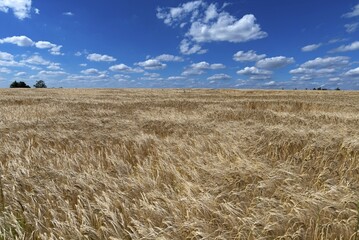 Reifers barley field (Hordeum vulgare), cloudy sky, Bavaria, Germany, Europe