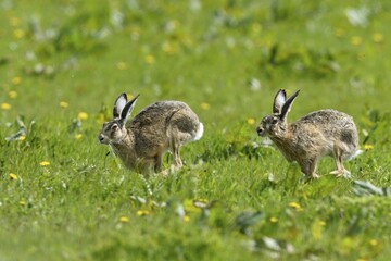 Two European hares (Lepus europaeus) run over meadow, Texel, North Holland, Netherlands
