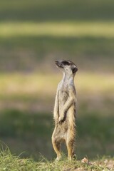 Suricate or meerkat (Suricata suricatta), guard on the lookout, rainy season with green surroundings, Kalahari Desert, Kgalagadi Transfrontier Park, South Africa, Africa