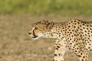 Cheetah (Acinonyx jubatus), subadult female with blood at snout and body, Kalahari Desert, Kgalagadi Transfrontier Park, South Africa, Africa
