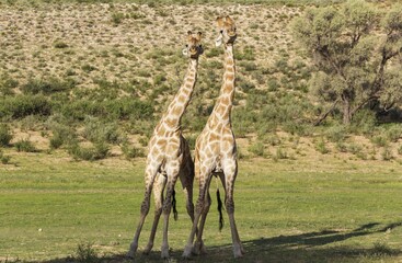 Two Southern Giraffes (Giraffa giraffa), fighting males, rainy season with green surroundings, Kalahari Desert, Kgalagadi Transfrontier Park, South Africa, Africa