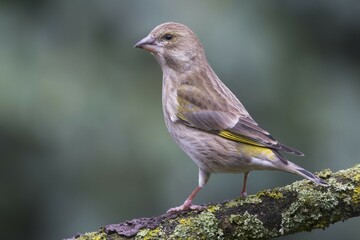 European greenfinch (Carduelis chloris), female, sitting on branch, Emsland, Lower Saxony, Germany, Europe