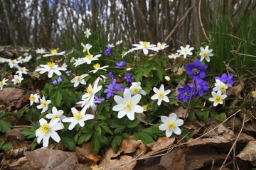 Early bloomers in deciduous forest, Wood anemone (Anemone nemorosa) and Liverwort (Hepatica...