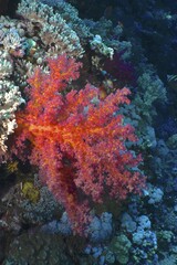Hemprich's tree coral (Dendronephthya hemprichi), Elphinstone Reef dive site, Egypt, Red Sea, Africa © Rolf von Riedmatten/imageBROKER