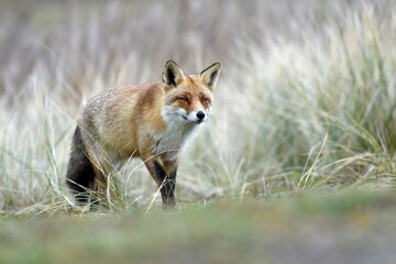 Red fox (Vulpes vulpes), Waterleidingduinen, North Holland, Netherlands