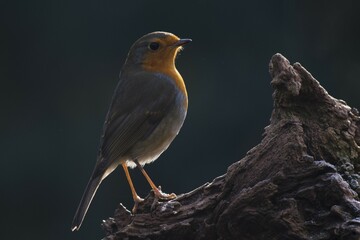 European robin (Erithacus rubecula) sits on deadwood in backlighting, Emsland, Lower Saxony,...