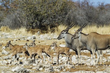 Eland (Taurotragus oryx), female on the right, male and four calves, on their way to a waterhole, Etosha National Park, Namibia, Africa