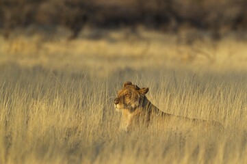 Lion (Panthera leo), resting female, lioness in the early morning in high grass, Etosha National Park, Namibia, Africa