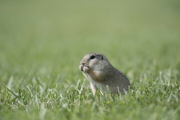 European ground squirrel (Spermophilus citellus) in a meadow, Lower Austria, Austria, Europe