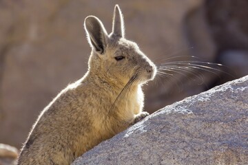 Mountain viscacha ,Southern Viscacha (Lagidium viscacia) in the rocks, Eduardo Avaroa Andean Fauna National Reserve, Bolivia, South America