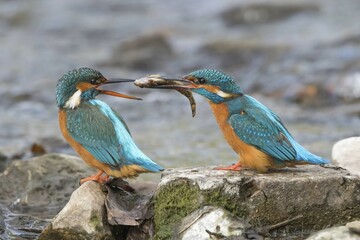 Kingfisher (Alcedo atthis), courtship feeding, male handing over the fish to female, Hesse, Germany, Europe