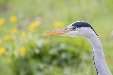 Grey Heron (Ardea cinerea), Portrait, Hesse, Germany, Europe