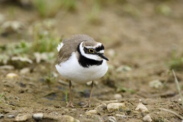 Little ringed plover (Charadrius dubius), Lower Rhine, North Rhine-Westphalia, Germany, Europe