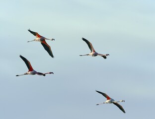 Greater flamingos (Phoenicopterus roseus) flying, Zwillbrocker Venn, Vreden, North Rhine-Westphalia, Germany, Europe