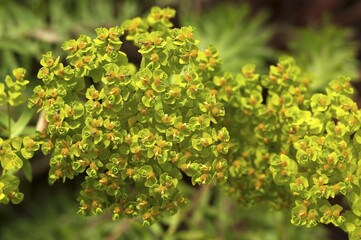 Flowering Siberian spurge (Euphorbia seguieriana), Bavaria, Germany, Europe