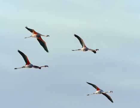Greater flamingos (Phoenicopterus roseus) flying, Zwillbrocker Venn, Vreden, North Rhine-Westphalia, Germany, Europe