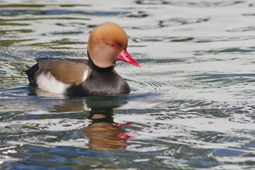 Red-crested pochard (Netta rufina), drake, swimming in the water, Lake Constance, Baden-Württemberg, Germany, Europe