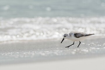 Sanderling (Calidris alba) runs in shallow water, Rio Lagartos, Yucatan, Mexico, Central America