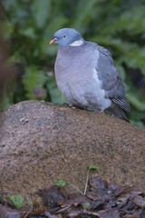 Wood Pigeon (Columba palumbus), Emsland, Lower Saxony, Germany, Europe