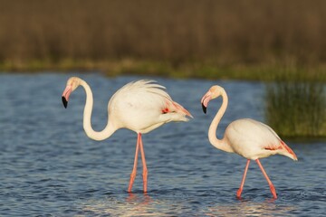 Greater Flamingo (Phoenicopterus roseus), male on the left and female at the Laguna de Fuente de Piedra, Malaga province province, Andalusia, Spain, Europe