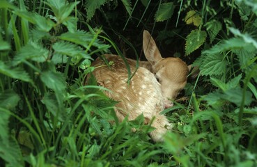 Fallow Deer (Dama dama) fawn, few days old, lying motionless in nettles, Mecklenburg, Germany, Europe