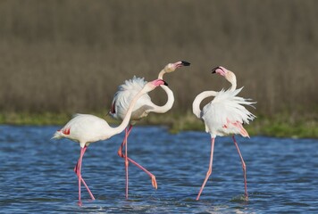 Greater Flamingo (Phoenicopterus roseus), a pair on the left quarrels with a solitary male, at the Laguna de Fuente de Piedra, Malaga province province, Andalusia, Spain, Europe