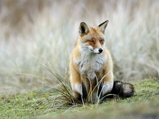 Sitting Red fox (Vulpes vulpes), Waterleidingduinen, North Holland, Netherlands