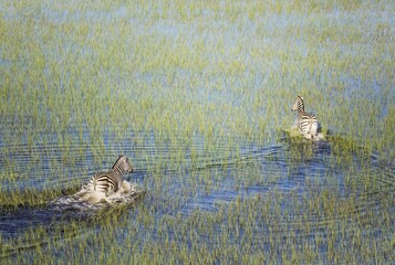 Burchell's Zebra (Equus quagga burchelli), roaming in a freshwater marsh, aerial view, Okavango...