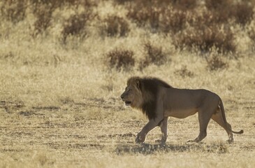 Kalahari-Lion (Panthera leo vernayi), black-maned male, roaming in the dry Auob riverbed, Kalahari...