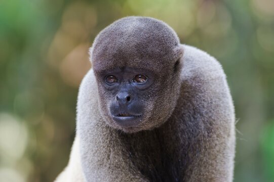 Brown Woolly Monkey or Humboldt's Woolly Monkey (Lagothrix lagotricha), portrait, vulnerable species, Amazonas State, Brazil, South America