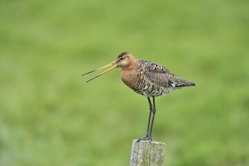 Godwit (Limosa limosa) calling on a stake, Texel, West Frisian Islands, Province of North Holland, The Netherlands, Europe