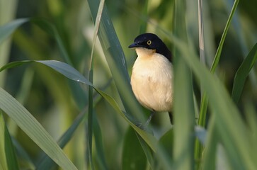 Black-capped Donacobius (Donacobius atricapilla) on reed, Pantanal, Mato Grosso State, Brazil, South America