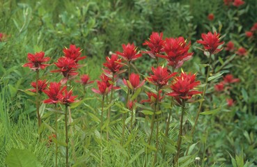 Indian paintbrush or Prairie-fire (Castilleja), Canada, North America
