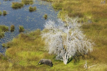 African Elephants (Loxodonta africana), bull, feeding in a freshwater marsh, next to a dead tree, aerial view, Okavango Delta, Botswana, Africa