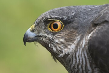 Eurasian sparrowhawk (Accipiter nisus), animal portrait, Emsland, Lower Saxony, Germany, Europe