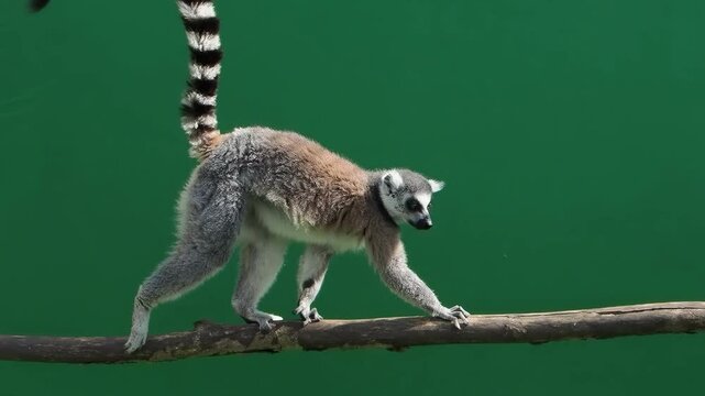 lemur walking on log on green screen, slow motion