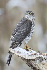 Eurasian Sparrowhawk (Accipiter nisus), adult female perched on snow-covered deadwood, Hesse, Germany, Europe