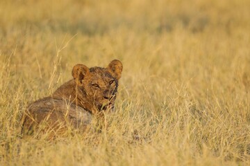 Lion (Panthera leo), cub in the morning sun, Savuti, Chobe National Park, Botswana, Africa
