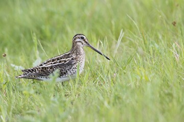 Common snipe (Gallinago gallinago) standing in a meadow, Emsland, Lower Saxony, Germany, Europe