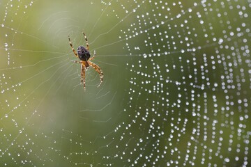 European garden spider (Araneus diadematus) in its web, Emsland, Lower Saxony, Germany, Europe