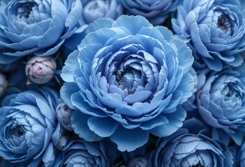 Obraz premium A time-lapse of a blue peony flower blooming on a black background